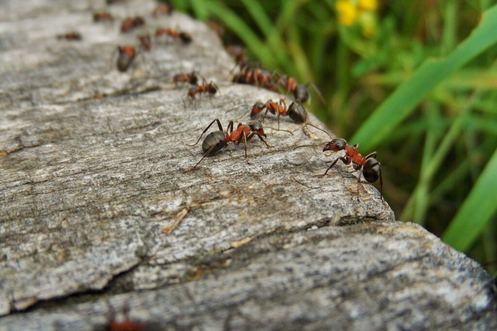 Ants Control - Westwood Pest Control