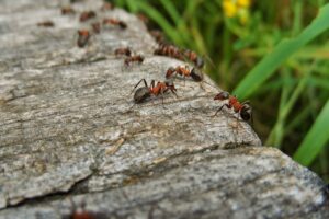Ant Control - Westwood Pest Control