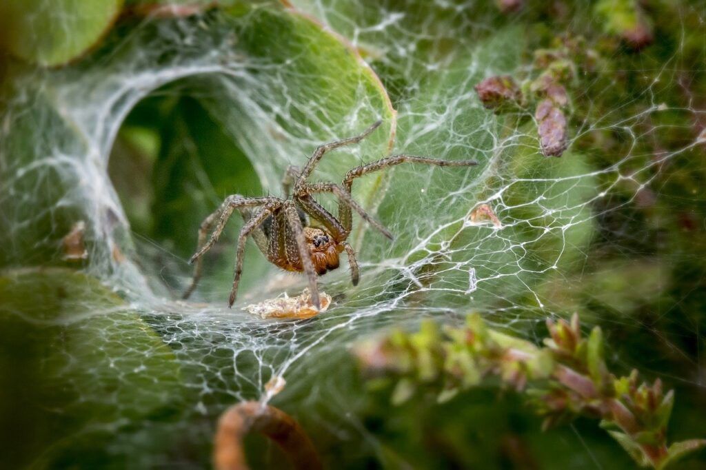 House Spiders Brown