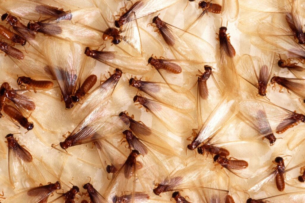 When Does “Termite Season” Start?