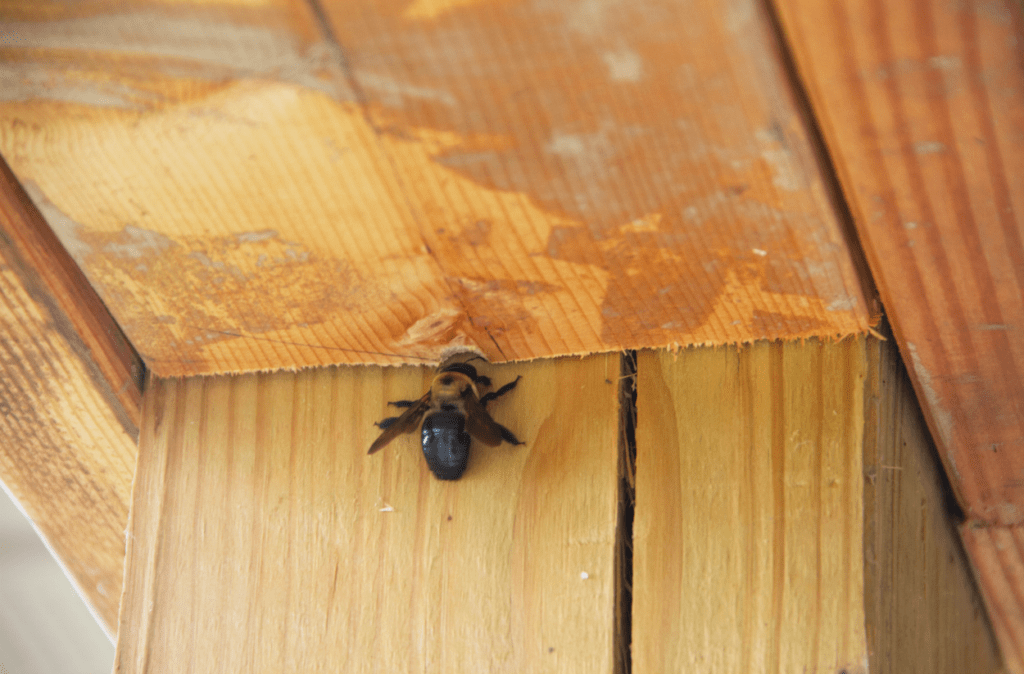 How Do You Get Rid of Carpenter Bees