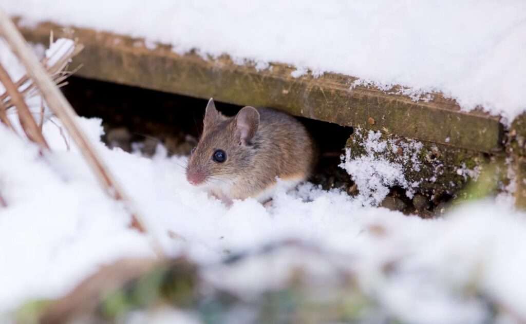 Winter Pest-Proofing Can Keep Rodents Away